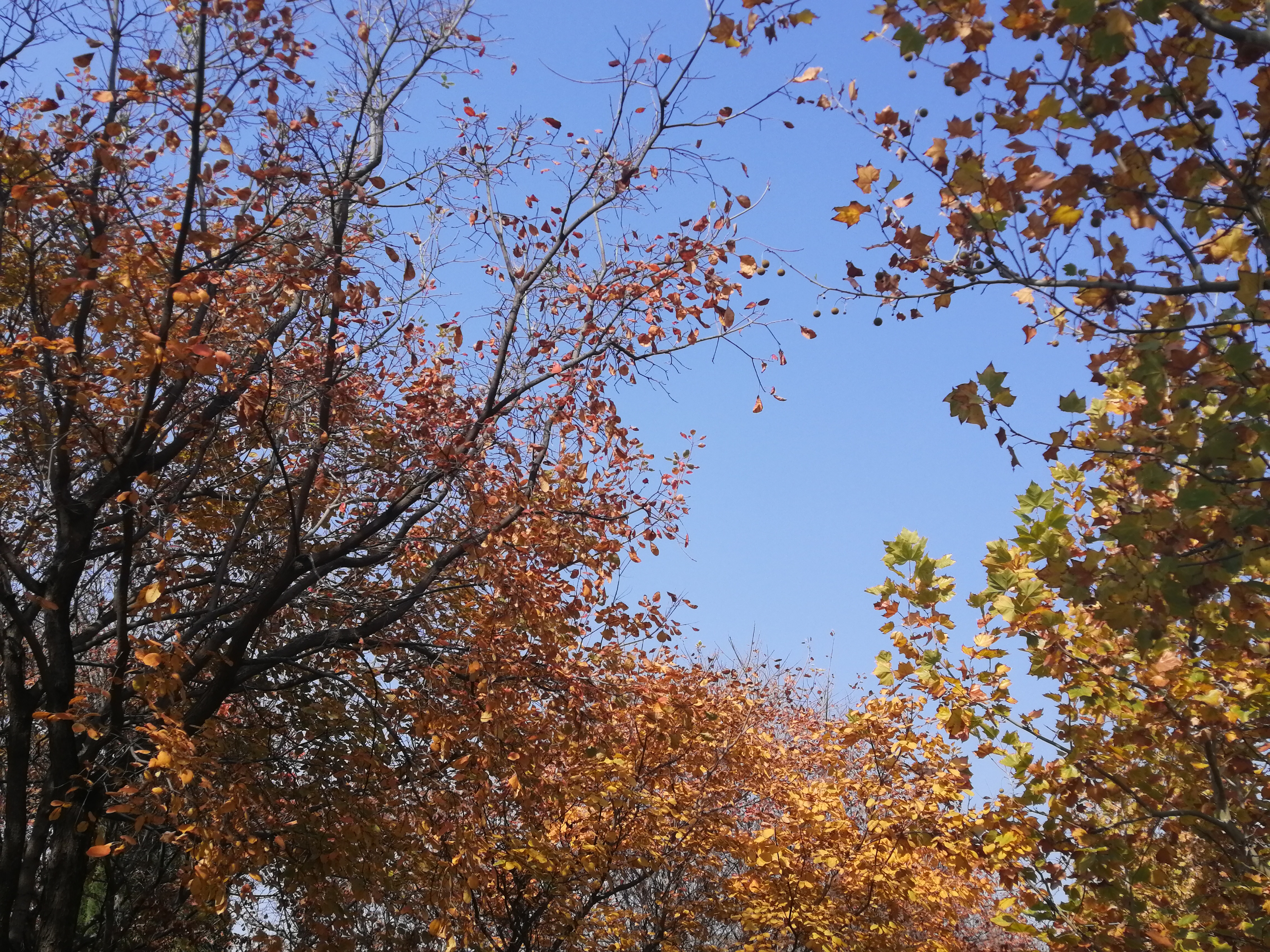 IMG_20191105_122714.jpg